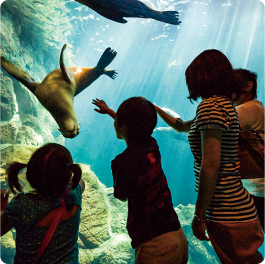 excursions